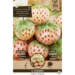Overig 2 aardbeien pineberry