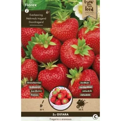 Overig 5 aardbei ostara
