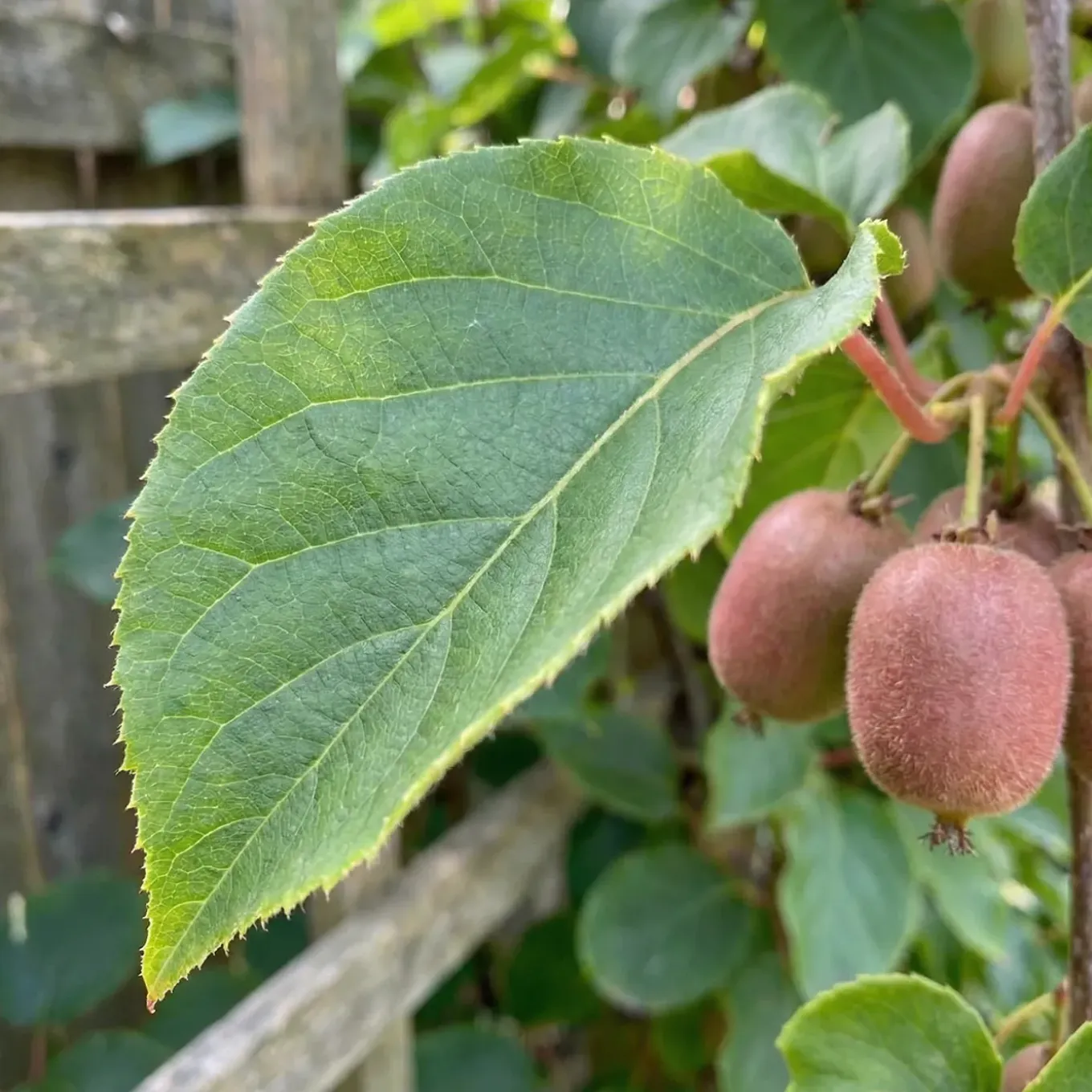 Actinidia Arguta Issai 'ken's Red' - Rode Kiwibes - Fruitplanten - Hoogte 50-70 Cm - Pot 15 Cm