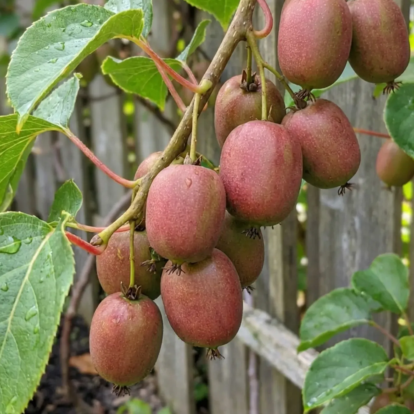 Actinidia Arguta Issai 'ken's Red' - Rode Kiwibes - Fruitplanten - Hoogte 50-70 Cm - Pot 15 Cm