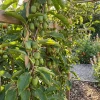 Actinidia Arguta Issai - Kiwibes - Fruitplanten - Tuinplanten - Hoogte 50-70 Cm - Pot 15 Cm