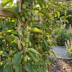 Actinidia Arguta Issai - Kiwibes - Fruitplanten - Tuinplanten - Hoogte 50-70 Cm - Pot 15 Cm