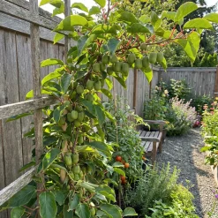 Actinidia Arguta Issai - Kiwibes - Fruitplanten - Tuinplanten - Hoogte 50-70 Cm - Pot 15 Cm