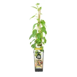 Actinidia Arguta Issai - Kiwibes - Fruitplanten - Tuinplanten - Hoogte 50-70 Cm - Pot 15 Cm