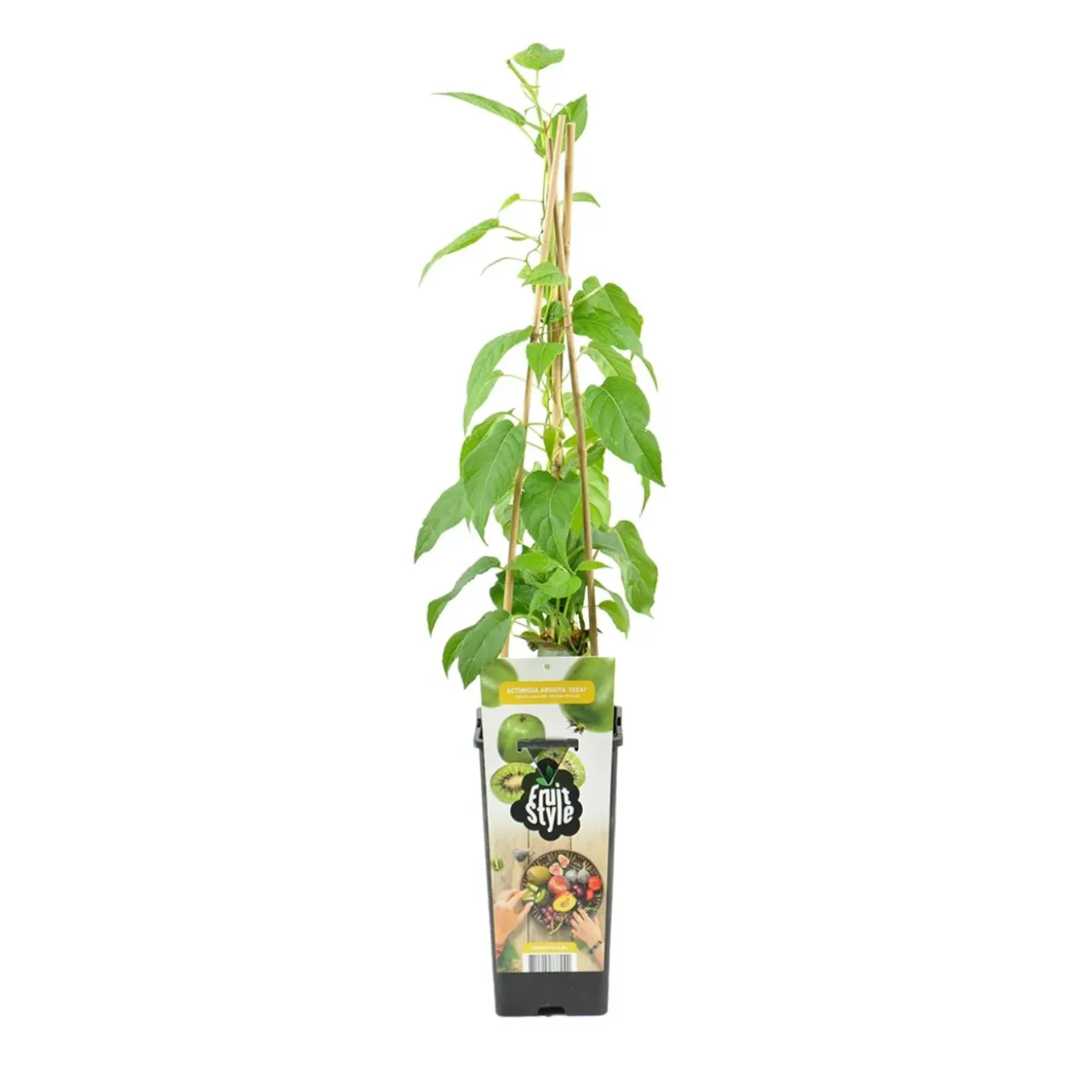 Actinidia Arguta Issai - Kiwibes - Fruitplanten - Tuinplanten - Hoogte 50-70 Cm - Pot 15 Cm