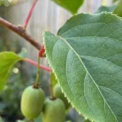 Actinidia Arguta Issai - Kiwibes - Fruitplanten - Tuinplanten - Hoogte 50-70 Cm - Pot 15 Cm
