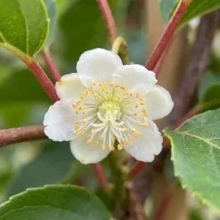 Actinidia Arguta Issai - Kiwibes - Fruitplanten - Tuinplanten - Hoogte 50-70 Cm - Pot 15 Cm