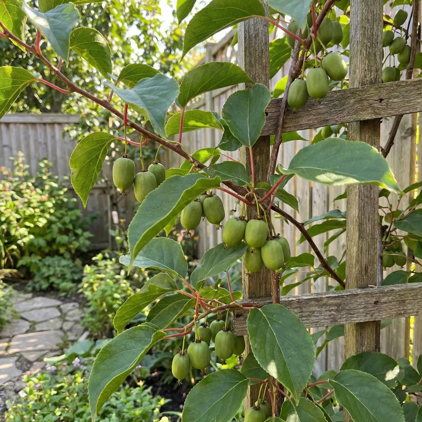 Actinidia Arguta Issai - Kiwibes - Fruitplanten - Tuinplanten - Hoogte 50-70 Cm - Pot 15 Cm