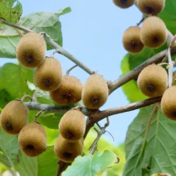 Bloomique Actinidia Deliciosa Jenny - Kiwi Plant - Fruitplanten - Tuinplanten - Hoogte 50-70 Cm - Pot 15 Cm