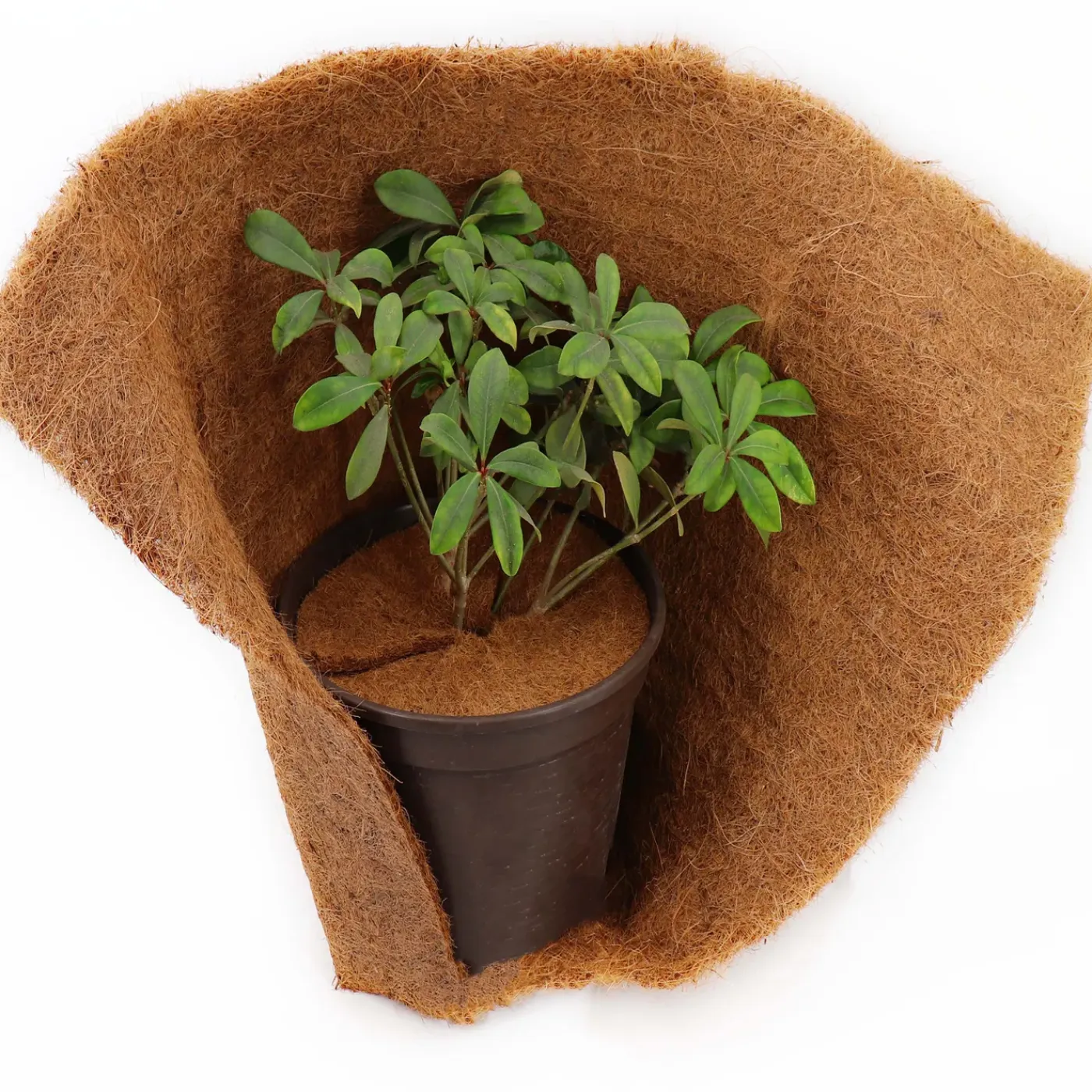 Aquagart Kokosmulchschijven 60cm 1 Stuks Kokosvezelmat Plantenbeschermingsmat