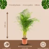 Areca palm - Goudpalm - Kamerplant - ↕120-140 cm - Ø24cm