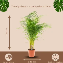 Areca palm - Goudpalm - Kamerplant - ↕120-140 cm - Ø24cm