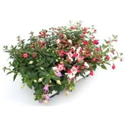 Overig Bellenplant hangend (Fuchsia) ⌀12xH15cm