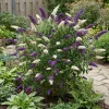 Bloomique Buddleja Davidii Duo Purple White - Vlinderstruik - Tuinplanten - Hoogte 30-40 Cm - Pot 17 Cm