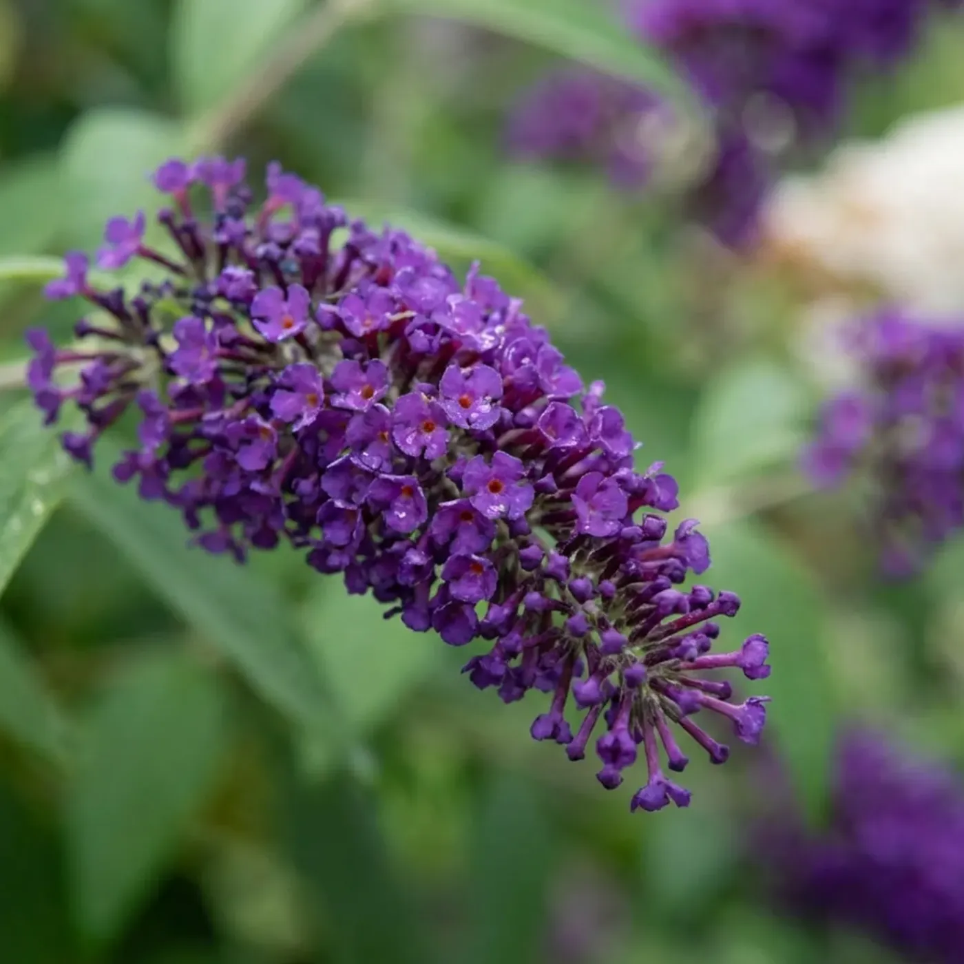Bloomique Buddleja Davidii Duo Purple White - Vlinderstruik - Tuinplanten - Hoogte 30-40 Cm - Pot 17 Cm