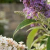 Bloomique Buddleja Davidii Tricolor - Drie Kleuren Bloemen - Vlinderstruik - Hoogte 30-40 Cm - Pot 17 Cm