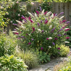Bloomique Buddleja Davidii Tricolor - Drie Kleuren Bloemen - Vlinderstruik - Hoogte 30-40 Cm - Pot 17 Cm