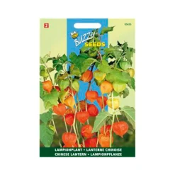 Buzzy seeds zaden lampionplant