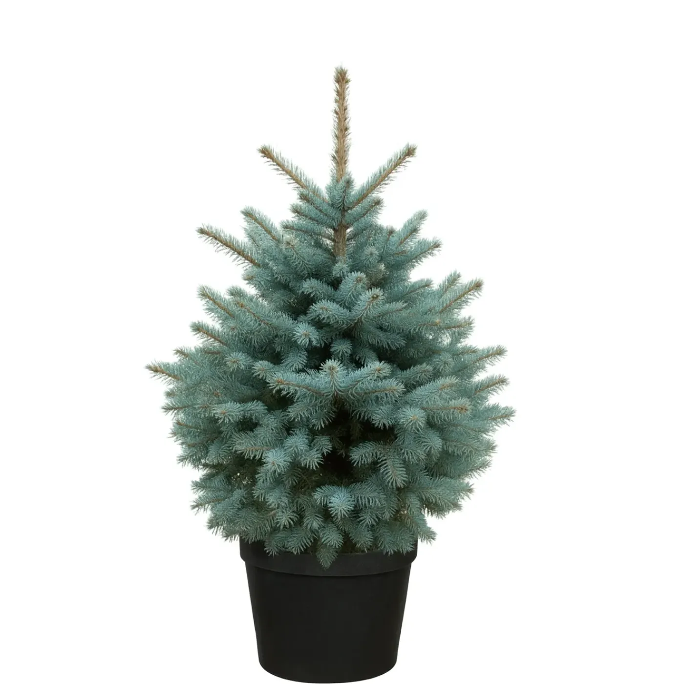 Central Park Kerstboom - Blauwspar - In Pot - 100-125 cm