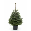 Central Park Kerstboom - Nordmann - In Pot - 100-125 cm