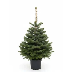 Central Park Kerstboom - Nordmann - In Pot - 100-125 cm
