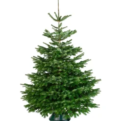 Central Park Kerstboom - Nordmann - Gezaagd - 225-275 cm