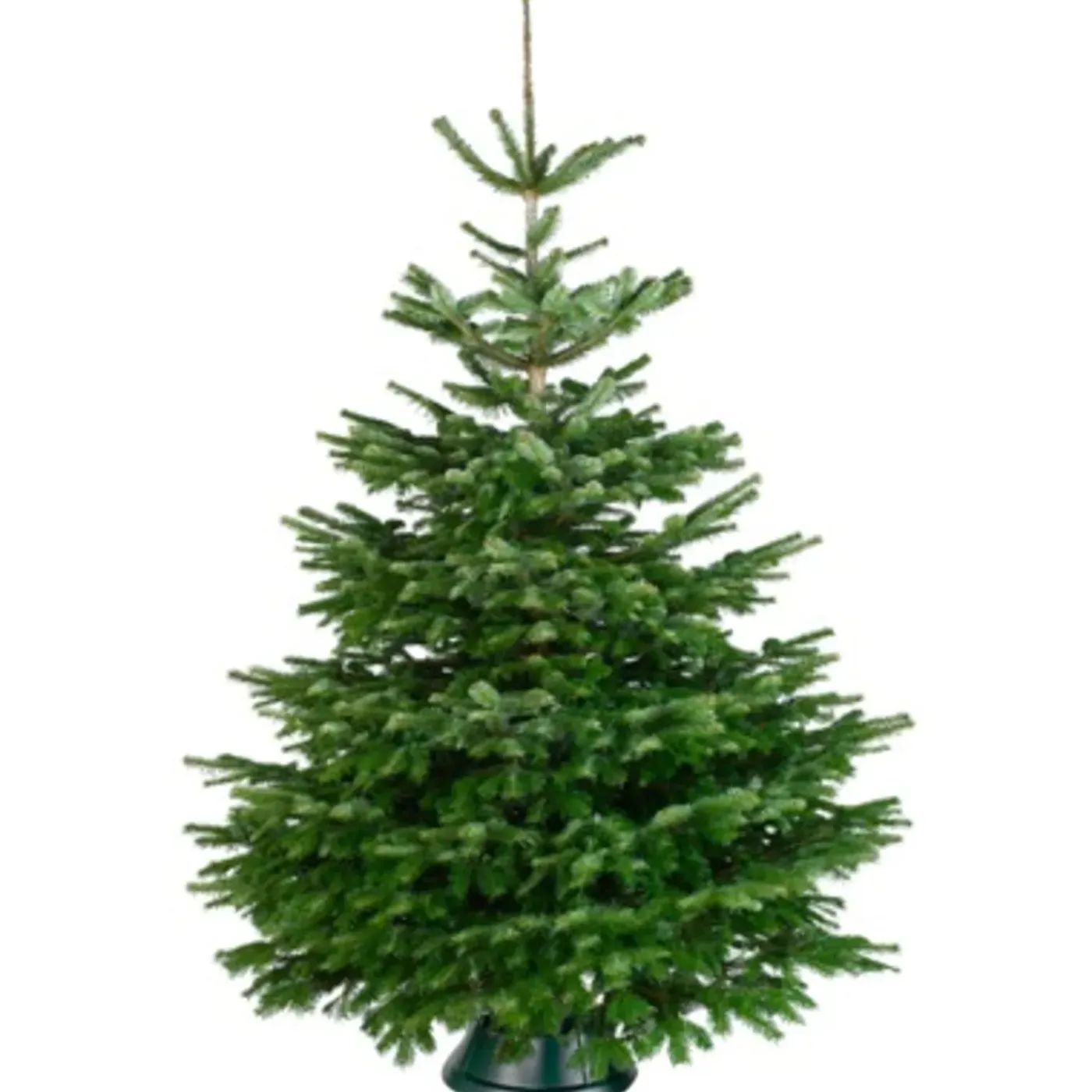 Central Park Kerstboom - Nordmann - Gezaagd - 150-175 cm