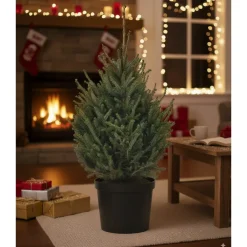 Central Park Kerstboom - Omorika - In Pot - 100-125 cm