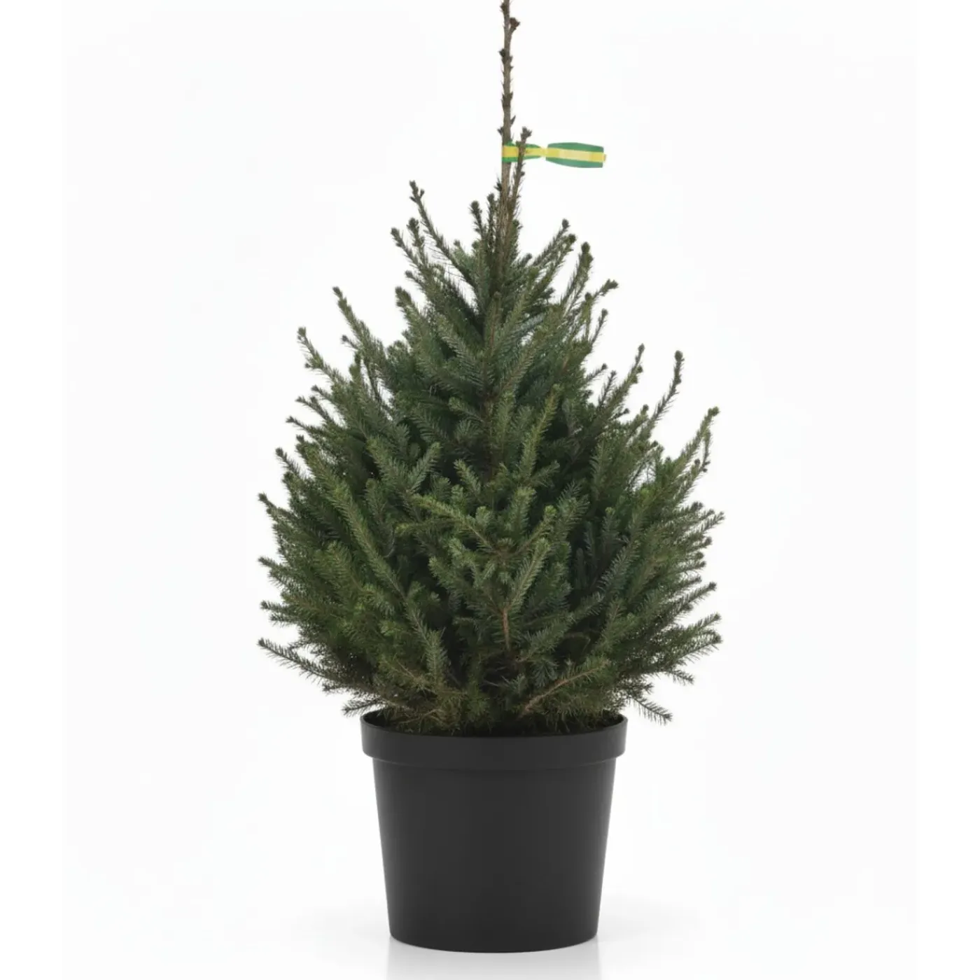 Central Park Kerstboom - Omorika - In Pot - 100-125 cm