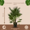 Trendyplants Chamaerops Humilis - ↕150-170 cm - Europese Dwergpalm - Winterhard - Tuinplant - Ø28cm