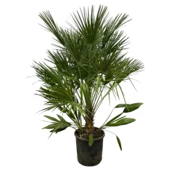 Trendyplants Chamaerops Humilis - ↕150-170 cm - Europese Dwergpalm - Winterhard - Tuinplant - Ø28cm