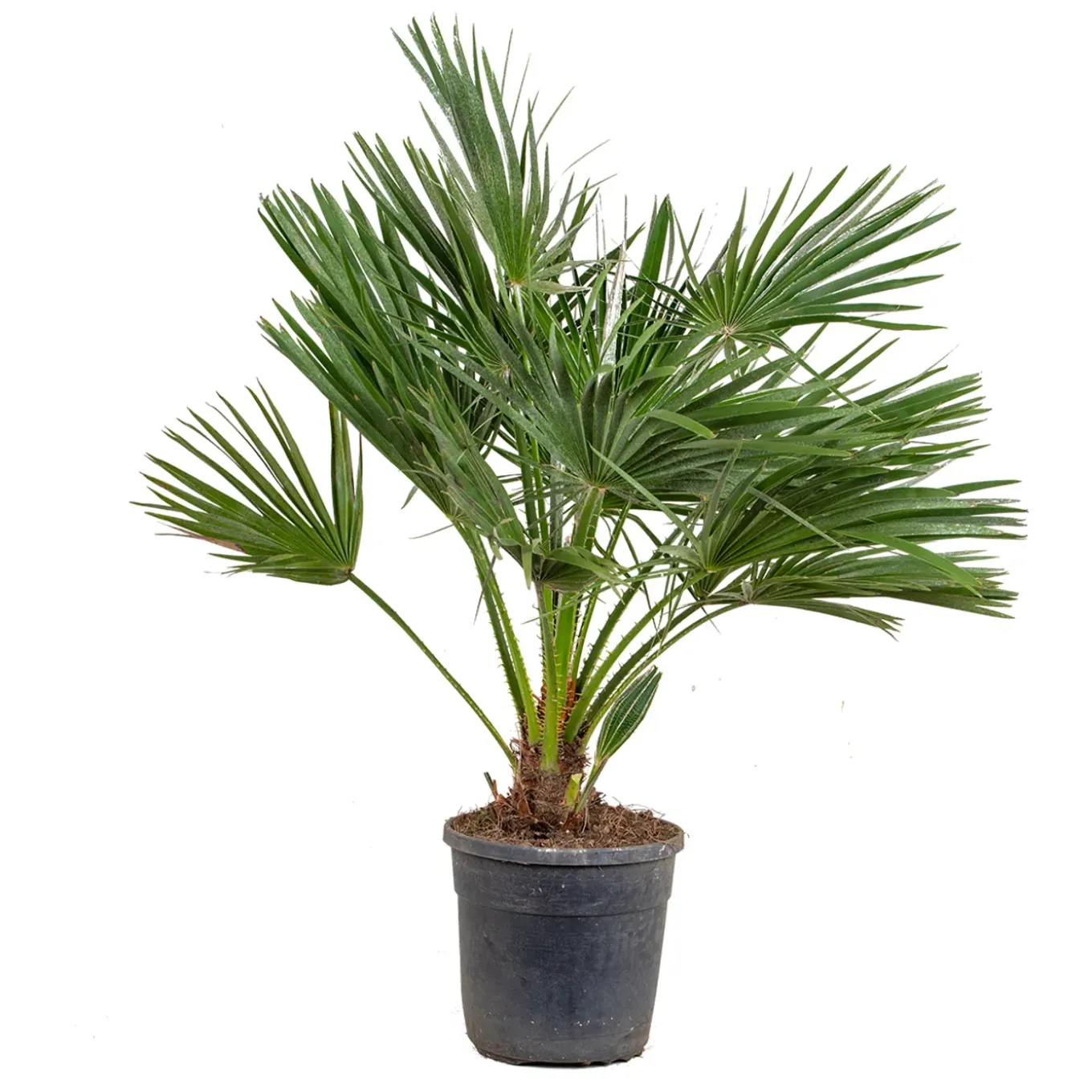 Chamaerops Humilis - Europese Dwergpalm - Tuinplanten - Hoogte 80-100 Cm - Pot 24 Cm