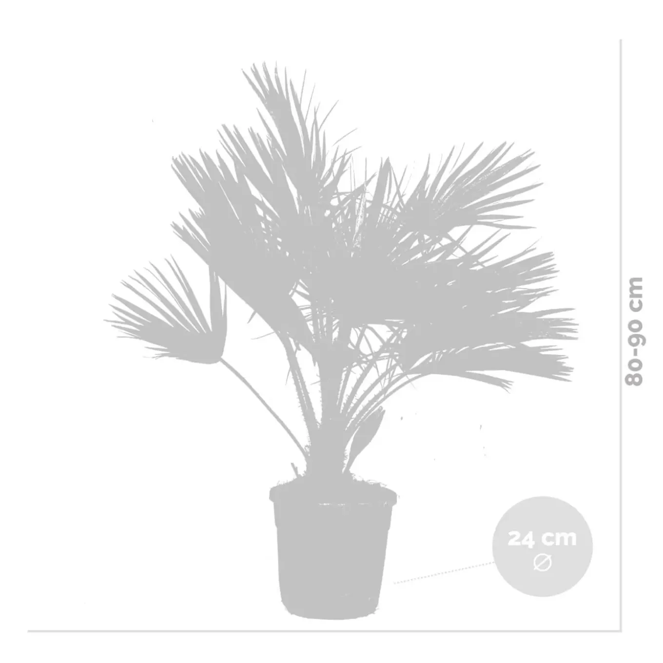 Chamaerops Humilis - Europese Dwergpalm - Tuinplanten - Hoogte 80-100 Cm - Pot 24 Cm