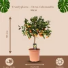 Trendyplants Citrus Calamondin - Sinaasappelboom - Tuinplant - ↕70-90 cm - Ø22cm