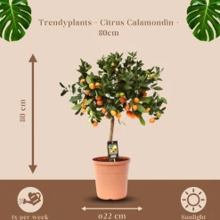 Trendyplants Citrus Calamondin - Sinaasappelboom - Tuinplant - ↕70-90 cm - Ø22cm