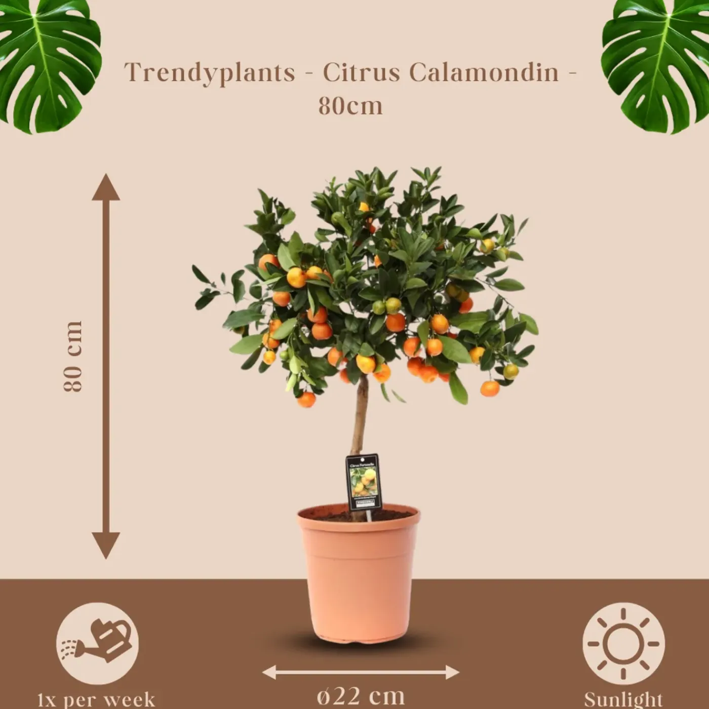 Trendyplants Citrus Calamondin - Sinaasappelboom - Tuinplant - ↕70-90 cm - Ø22cm