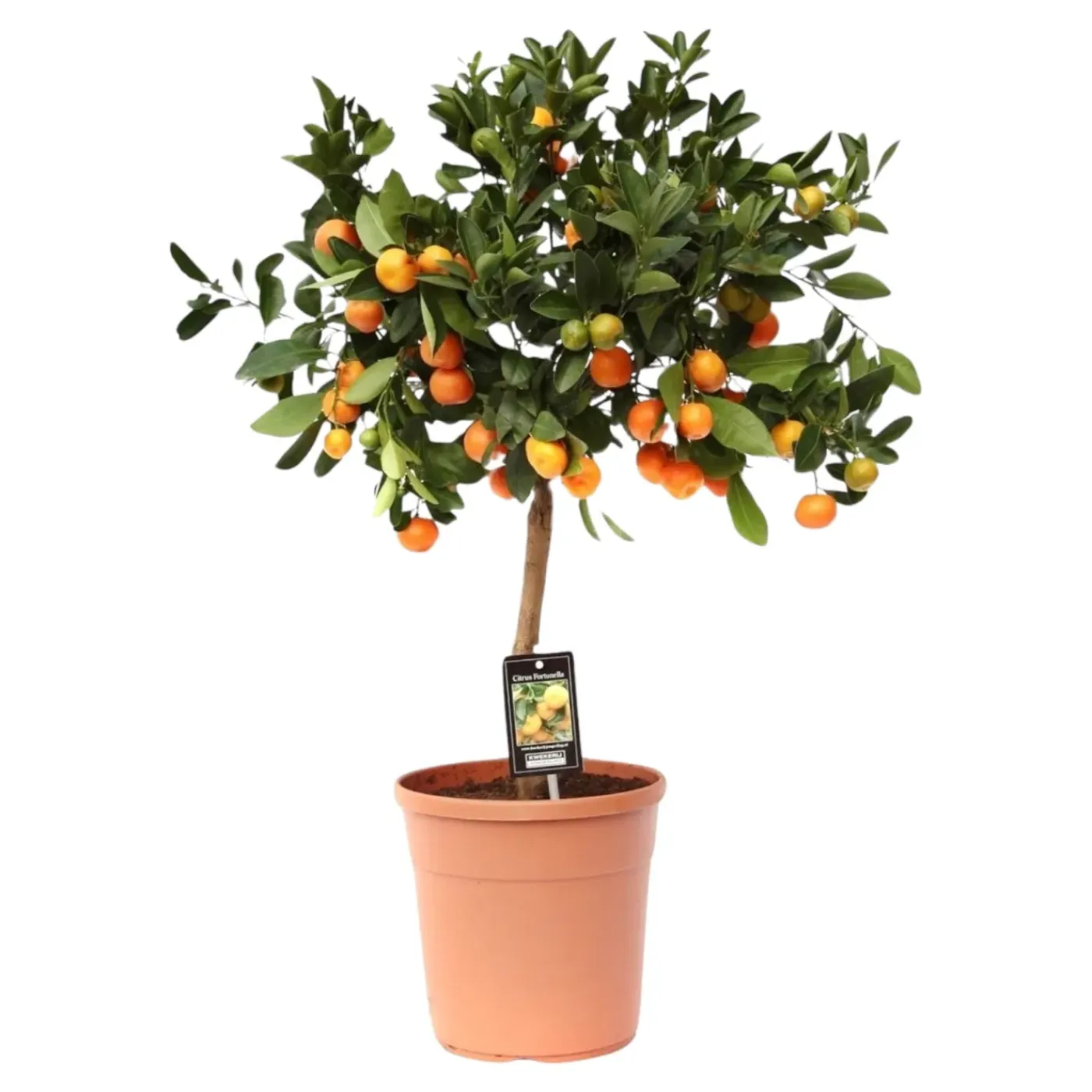 Trendyplants Citrus Calamondin - Sinaasappelboom - Tuinplant - ↕70-90 cm - Ø22cm