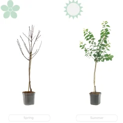 Citrus Limon - Citroen - Citroenboom - Citrusboom - Fruitboom - Hoogte 50-70 Cm - Pot 19 Cm