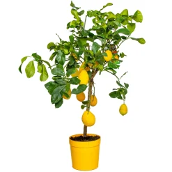 Bloomique Citrus Limon - Citroen - Citroenboom - Citrusboom - Fruitboom - Hoogte 60-80 Cm - Pot 21 Cm