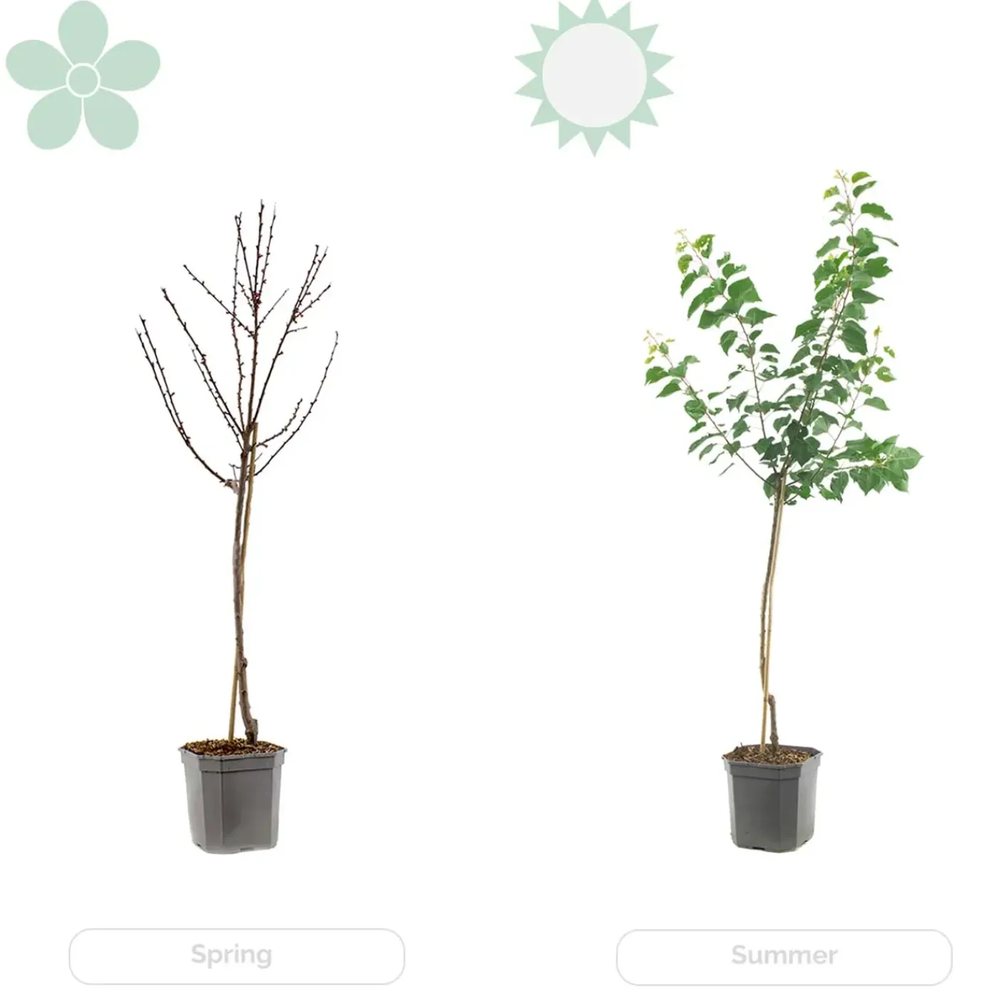Bloomique Citrus Limon - Citroen - Citroenboom - Citrusboom - Fruitboom - Hoogte 60-80 Cm - Pot 21 Cm