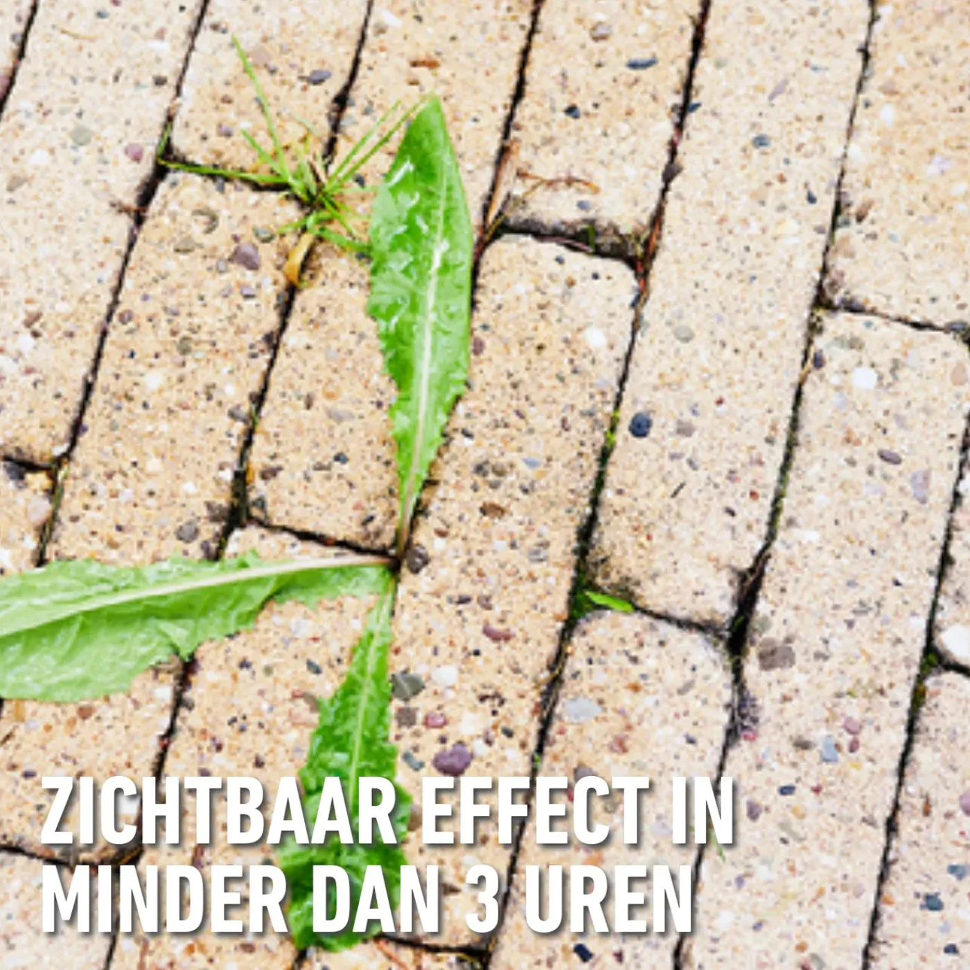 Compo Anti-Onkruid & Anti-Mos Concentraat - Voor Paden en Terrassen - 1L voor 110m²