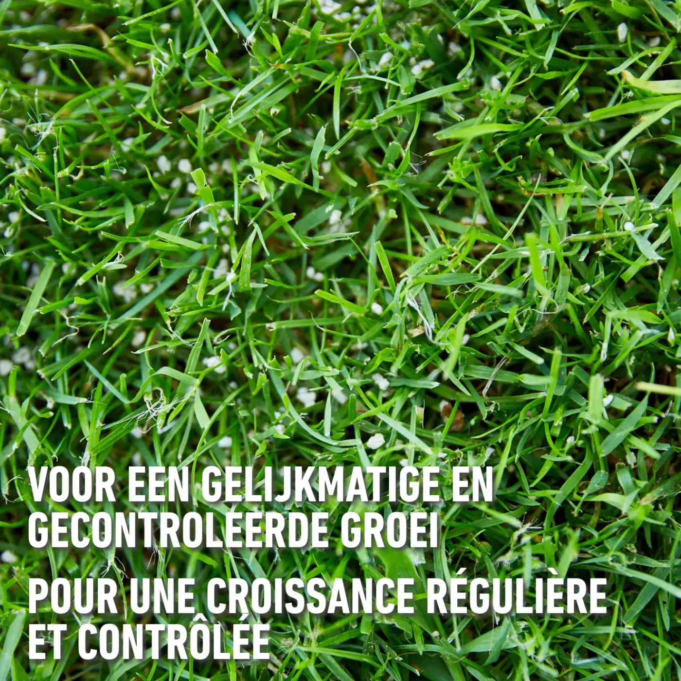 Compo gazonmeststof Lange Werking 1,5kg - 60m²