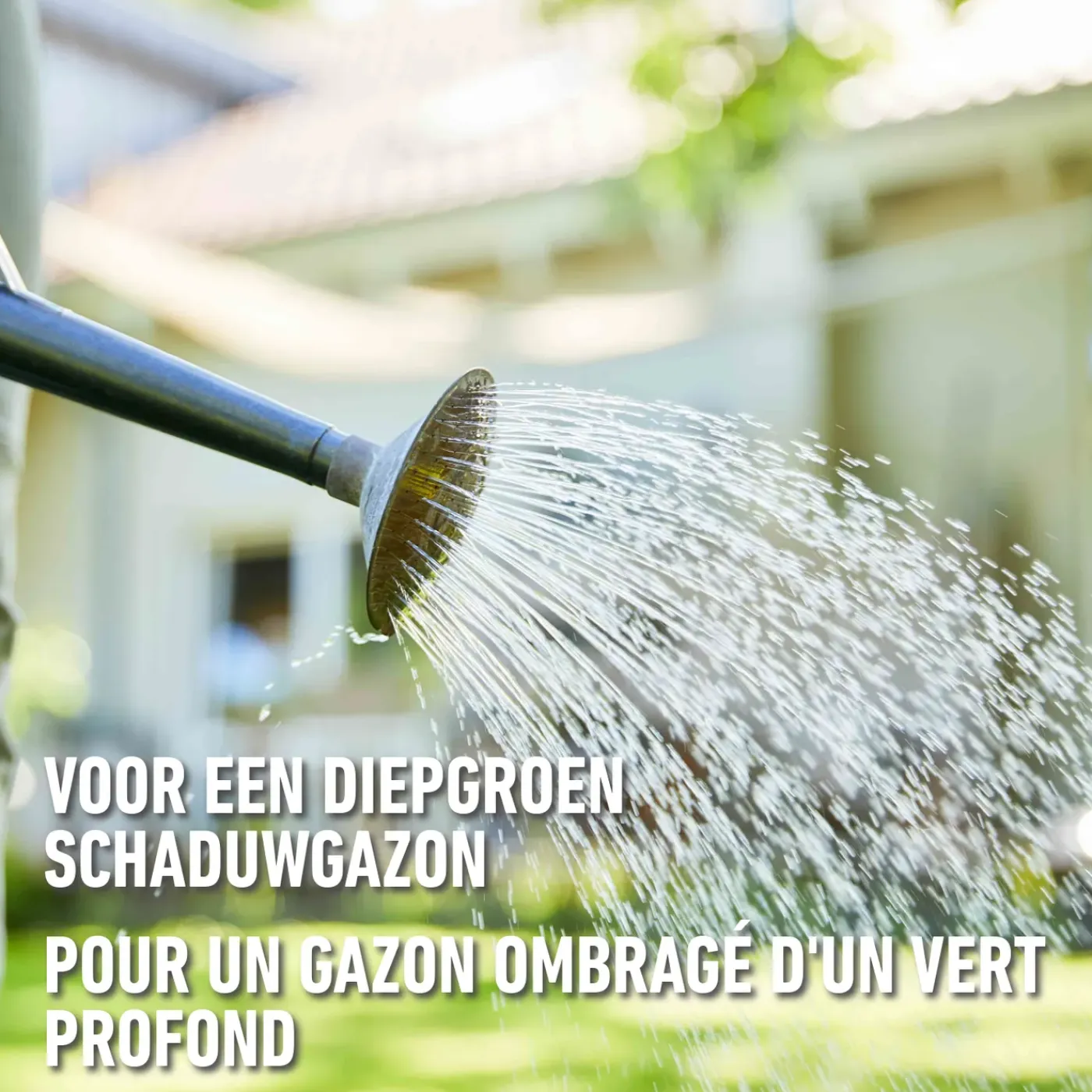 Compo gazonzaad After Moss 50m² 1kg