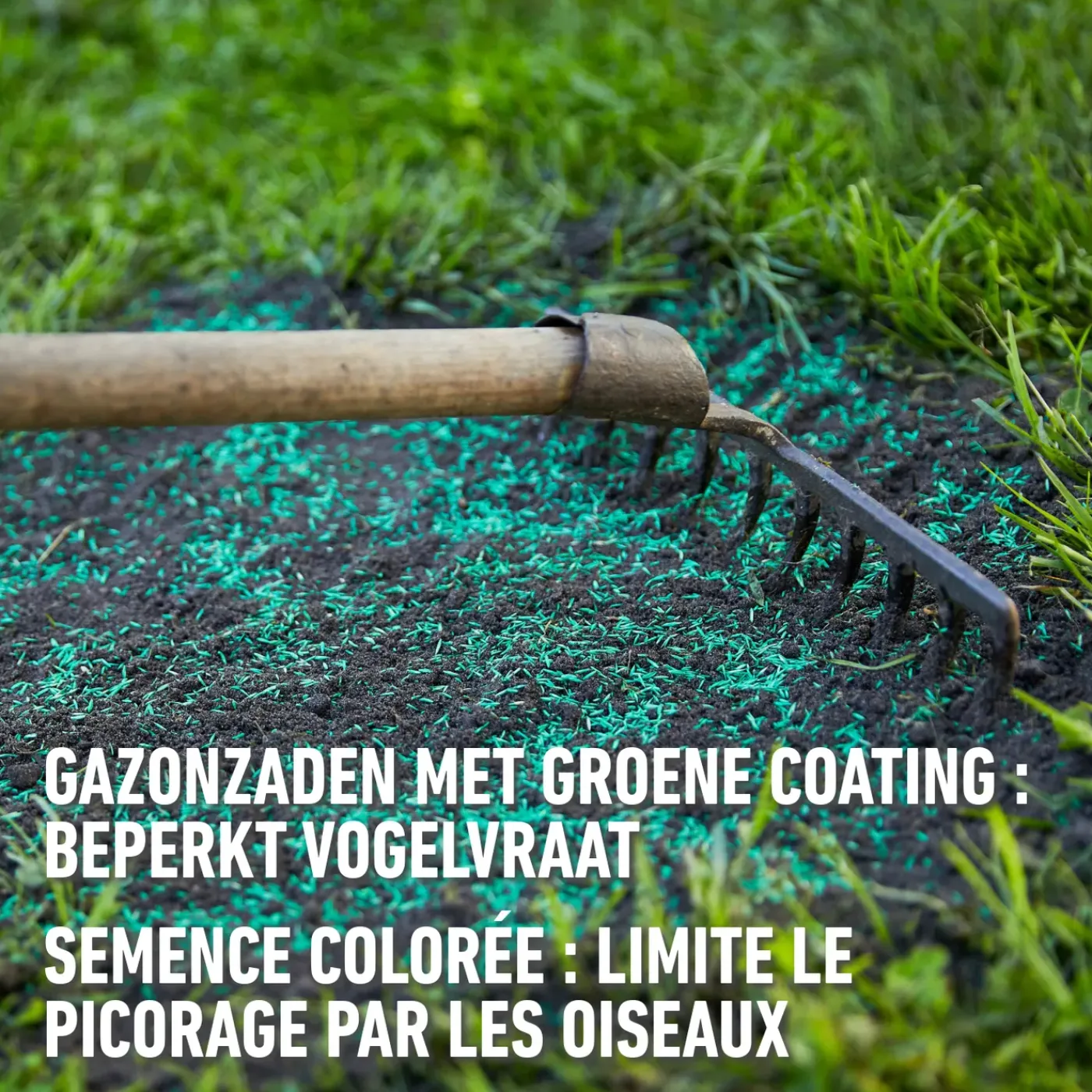 Compo gazonzaad After Moss 50m² 1kg