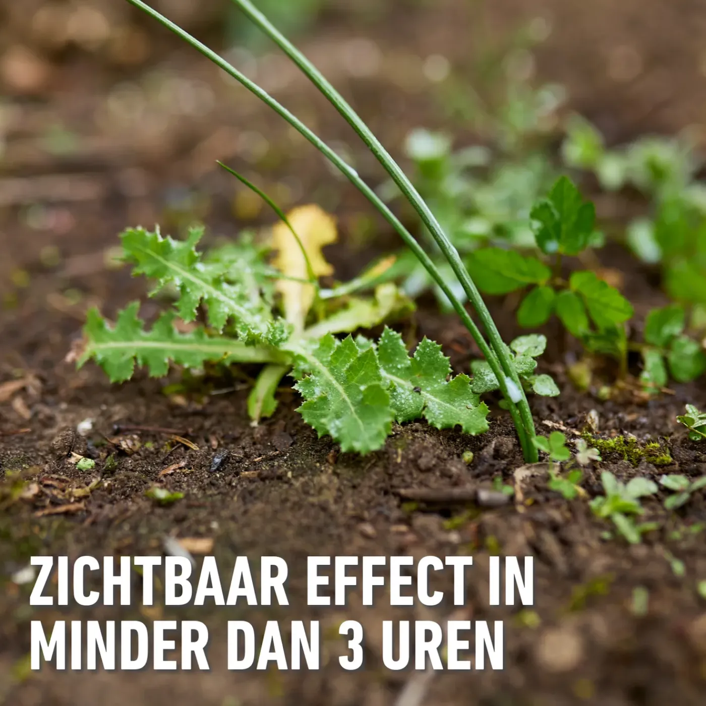 Compo Herbistop Ultra voor Alle Oppervlakken Concentraat - 100ml voor 44m²