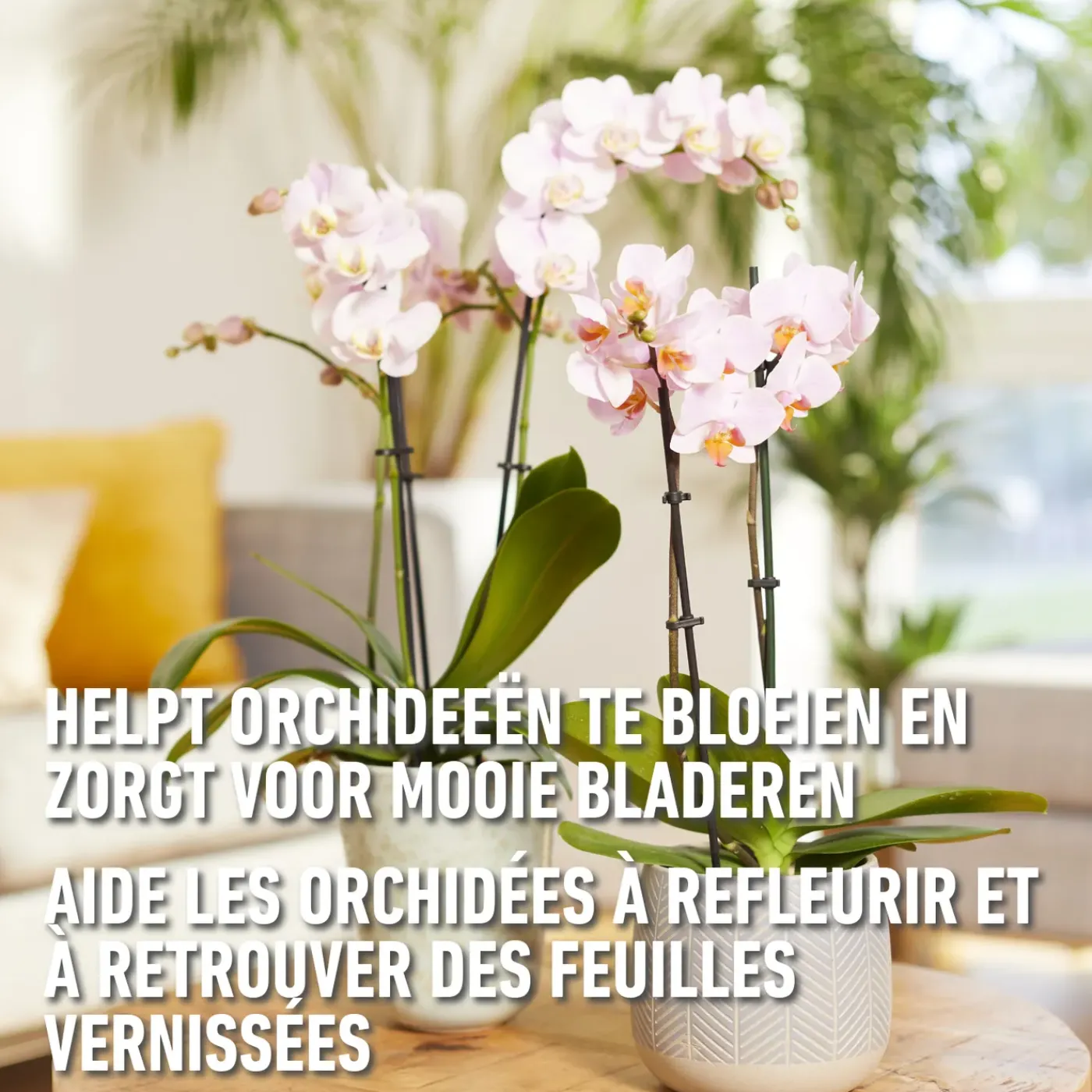 Compo herstelkuur Orchideeën 150ml