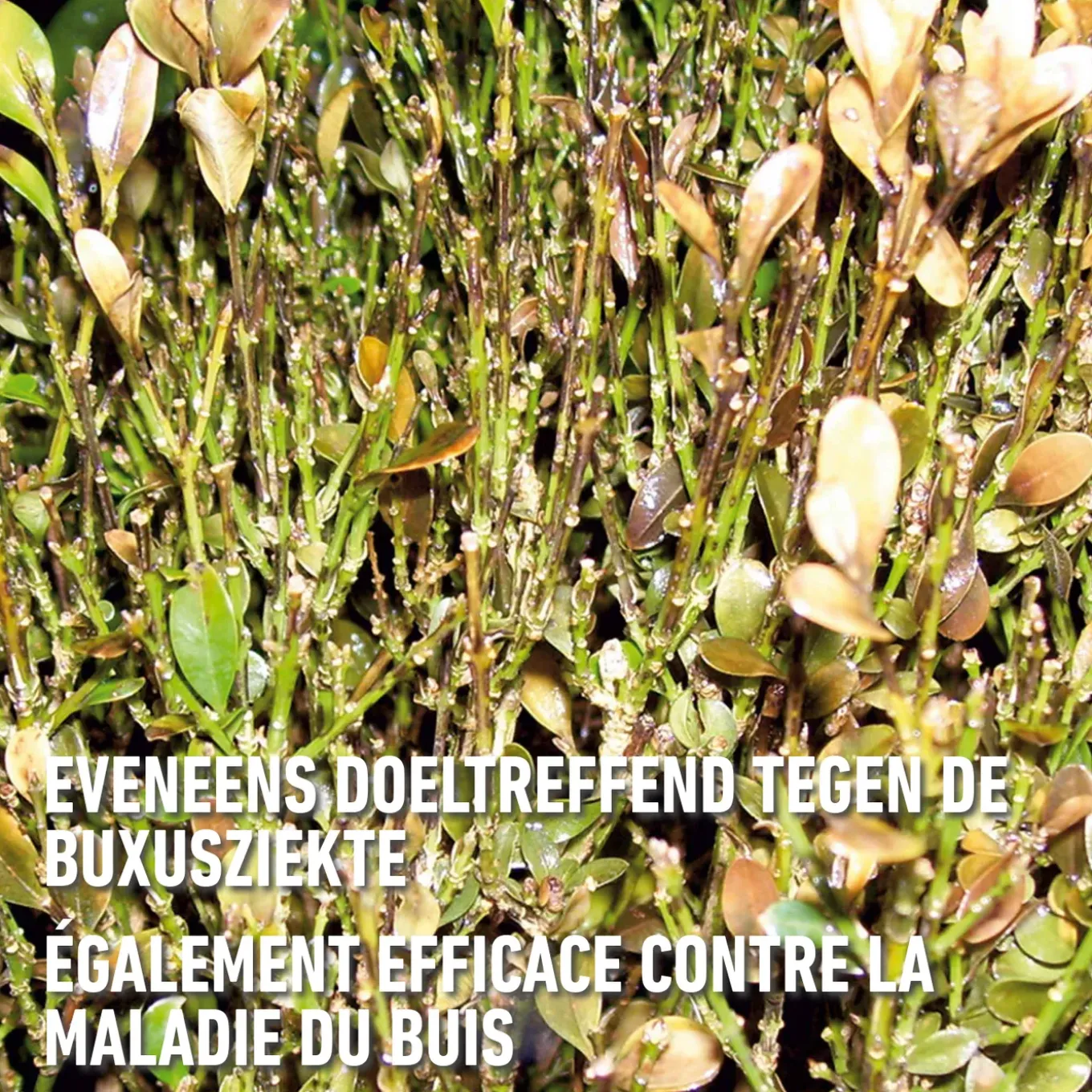 Compo Ortiva Plus Concentraat - 20ml