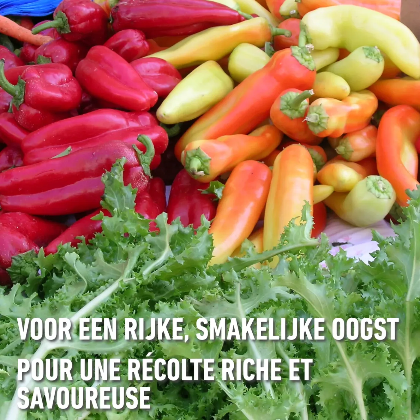 Compo Roze Korrels 5kg