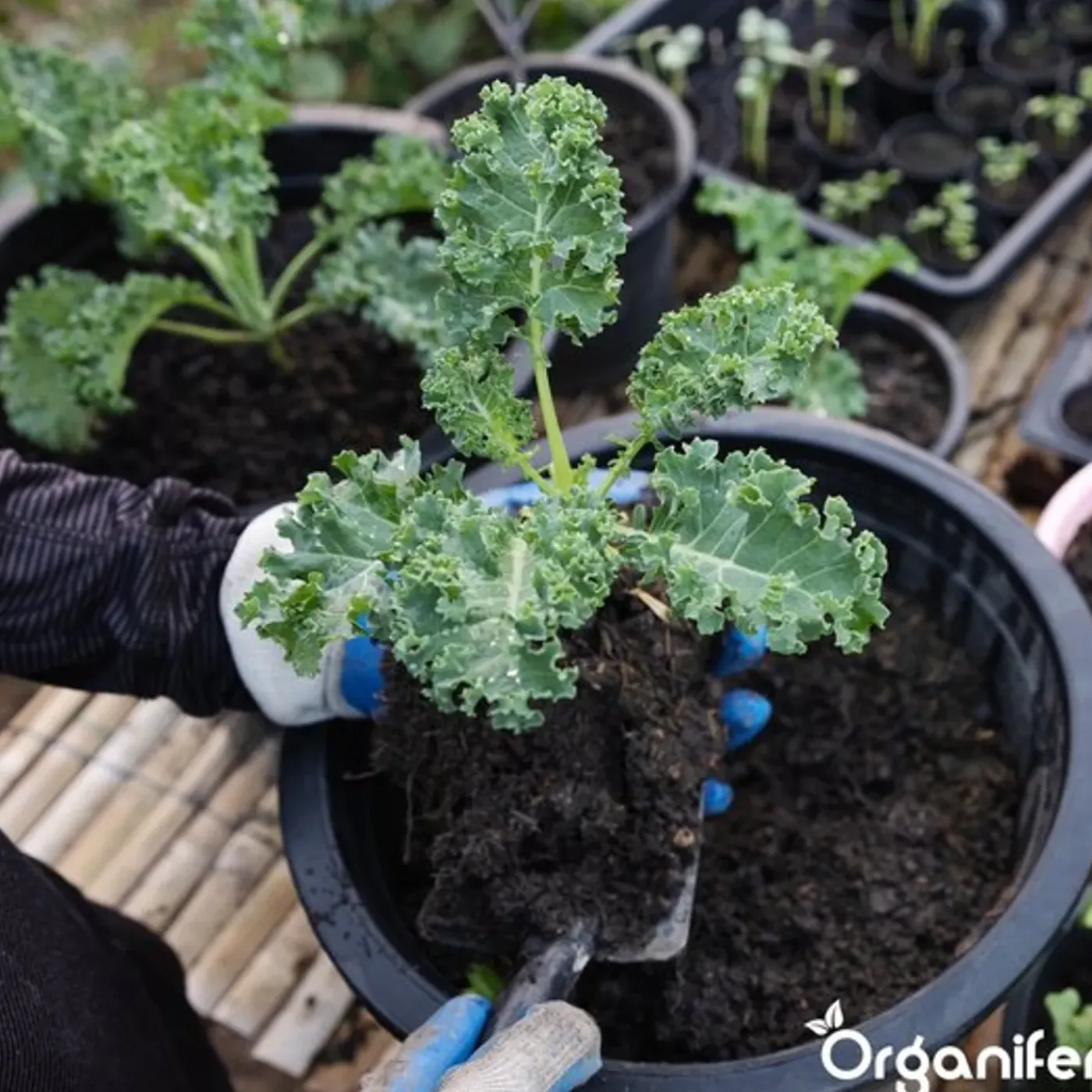 Organifer Compostversneller Voor Hoogwaardige Compost In Minder Tijd - 5 Kg / 25-100 M² Of 5 M³ -