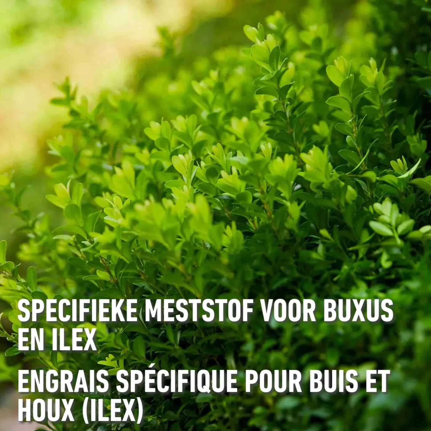 Compo vloeibare meststof Buxus 1L